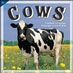 Cows 2010 Wall Calendar