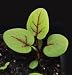 David's Non-Hybrid Greens Red Veined Sorrel (Rumex sanguineus) 200 Seeds per Packet
