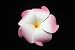 NEW Pink and White Hawaiian Plumeria Flower Hair Clip - 20% off, Limited.
