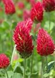 10# Bulk Crimson Clover Seed Flowering, Cover Crop, Plow Down. Reviews 31z4EoR5 gL. SL160 10# Bulk Crimson Clover Seed Flowering, Cover Crop, Plow Down. Reviews
