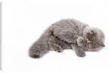 Canvas Prints of LA-6619 Cat - Persian kitten in studio grooming from Ardea Wildlife Pets