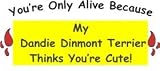 You're Only Alive Because My Dandie Dinmont Terrier Thinks You're Cute! Short Sleeve T-Shirt (Various Shirt Color Choices)