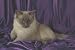 12X16 inch Top 100 Pedigree Cat Canvas Art Ragdoll,blue point