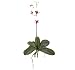 Nearly Natural Mini Phalaenopsis Silk Orchid Flower w/Leaves (6 Stems)