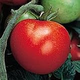 Amazon / Hirts: Tomato Plants: Thessaloniki Greek Tomato 48 Plants - Greek Favorite!