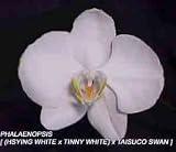 Phal. [ (Hsying White x Tinny White) 