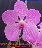 Vanda (Princess Blue x Kultana Blue) 1532H