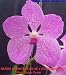 Vanda (Princess Blue x Kultana Blue) 1532H