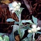 Pussytoes (Antennaria plantaginifolia) - Jumbo Wildflower Seed Packet