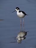 IMAGE OF Black-Necked Stilt Stands Reflected in Water, Bear River National Wildlife Refuge, Utah Stretched Canvas Poster Print, 24x32