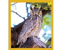 Magnetic Bookmark Great Horned Owl, Beautiful and Colorful Image