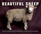 Beautiful Sheep