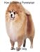 pomeranian23  - How to Groom A Pomeranian The Right Way