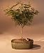 Bonsai Boy's Flowering Sweet Acacia Bonsai Tree<br><i>(acacia farnesiana)</i>
