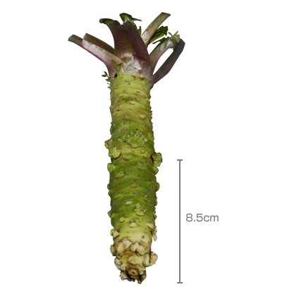 丸岩安藤わさび店 生わさび[1000円]