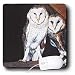 Steve Shachter Art - BARN OWLS - Mouse Pads