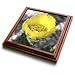 Taiche - Photography - Cacti - Opuntia Ficus Indica - cacti, cactus, flower, food, fruit, prickly pear, tunas - Trivets