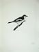 1908 Pied Fly Catcher Muscicapa Atricapilla Male Bird