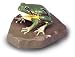 Tree Frog, Female (Hyla Arborea)