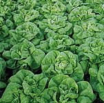 Outdoor Living : Lettuce Valdor Seeds (1 Pkt - 950 seeds)