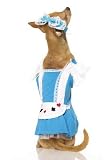 2PC Alice in Wonderland Cute Dog Holiday Pet Costume