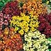 SUTTONS SEEDS: Wallflower Persian Carpet Mix: 400 Seeds (400 seeds)