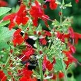 Scarlet Sage (Salvia coccinea) - Jumbo Wildflower Seed Packet