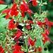 Salvia coccinea (Scarlet Sage) - Bulk Wildflower Seeds