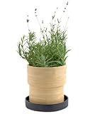 Urban Flower Lavender Bamboo Grow Pot