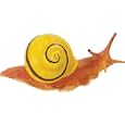 White-Lipped Snail (Incredible Creatures)