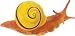 White-Lipped Snail