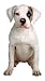 Set of 3 American Bulldog Magnets