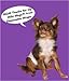Wiki Wags Brand 12 Extra Small Disposable Male Dog Wraps (Waist 6