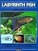 Barrons Books Labyrinth Fish Book