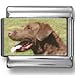 Chesapeake Bay Retriever Dog Photo Italian Charm