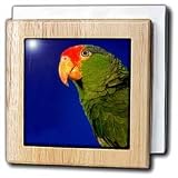 Green Cheeked Amazon Parrot - 6 Inch Tile Napkin Holder