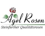 Eigenschaften Agel Rosen  / Edelrose 