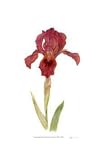 Dwarf Bearded Iris by Pamela Stagg, 12x20