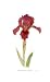 Dwarf Bearded Iris by Pamela Stagg, 12x20