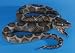  : Giant 6 Ft. Rubber Python Snake Prop