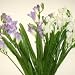 Artificial / Silk Flowers - 12 Stem Freesia Bush in Cream