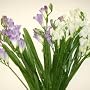 Artificial / Silk Flowers - 12 Stem Freesia Bush in Cream