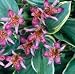 Tricyrtis f. 'Gilt Edge' - Toad Lily