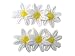 Daisy Pair