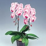 �y��ꉀ�|�z�Ӓ��� �s���N 2�{����