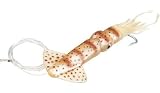 Live Series Squid Natural