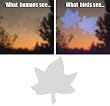 Maple Leaf Decal Envelope