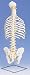 Classic Flexible Spine Model with ribs