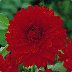 1 Dinner Plate Dahlia