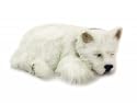 Perfect Petzzz Westie